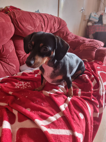 Dachshund x
