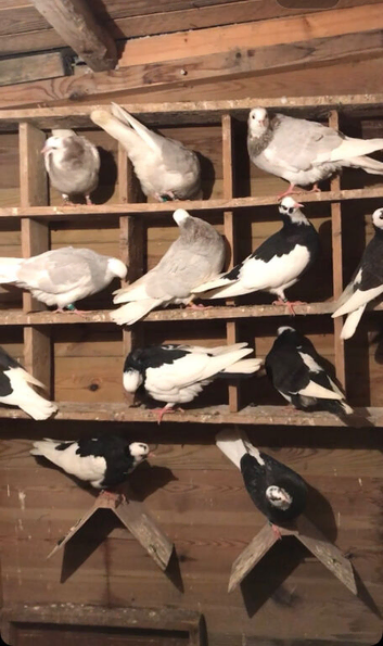 Birmingham roller pigeons