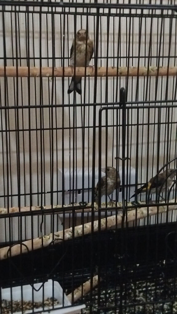 2026 goldfinches