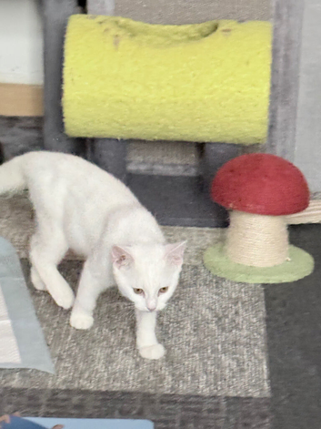 I have one polar whites kittens