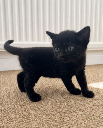 Sweet solid black female kitten &ndash; available to reserve