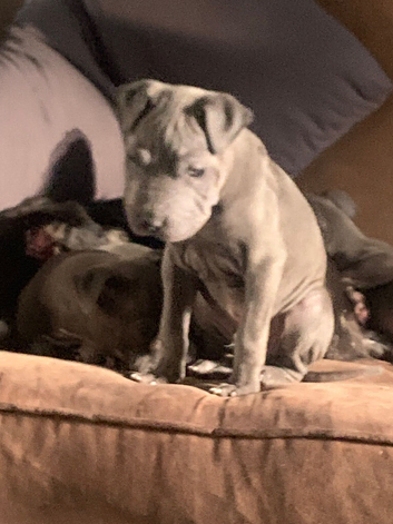 Blue staffy x shar pei puppies