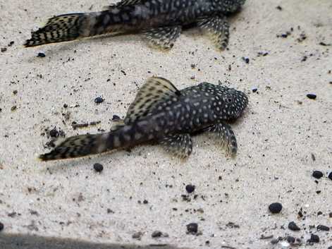 Bristlenose Pleco
