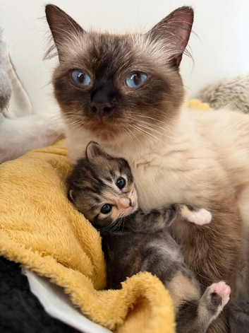 Ragdoll kittens