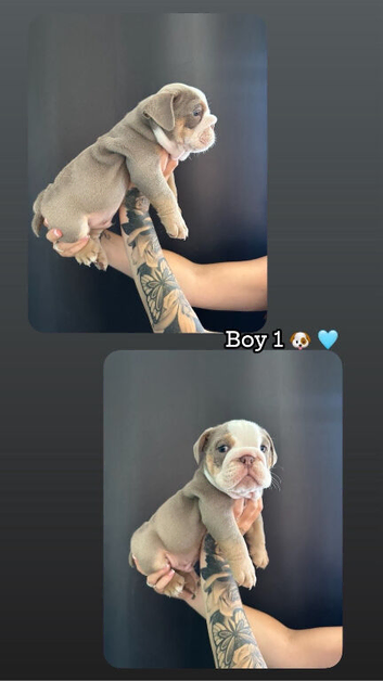 KC registered English bulldog pups