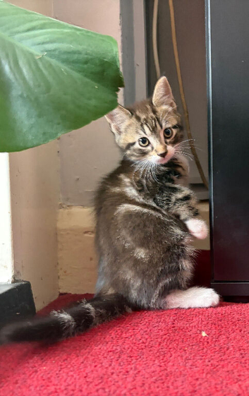 2 x kittens for sale