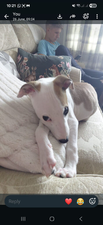 Grey hound