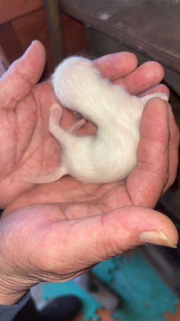 Micro ferret