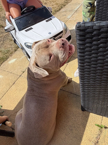 pocket bully