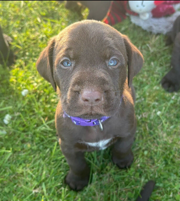 German Wirehaired Pointer cross Labrador