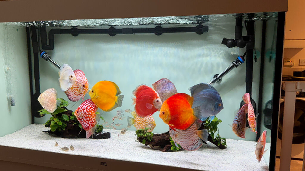 Job lot of large discus