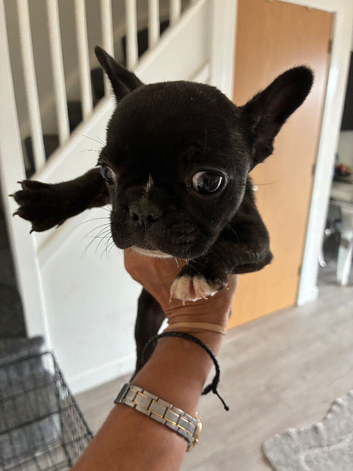 Beautiful 2 month old French bulldog puppy