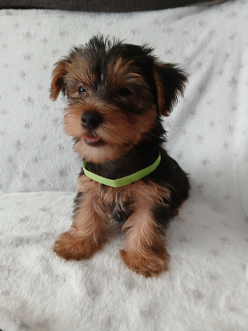 YORKSHIRE TERRIER PUPPIES BOYS READY NOW.
