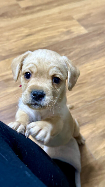 French bulldog / cockapoo  mix puppies