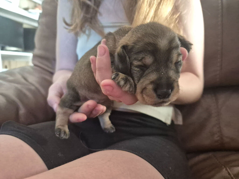 Miniature wire haired dachshund pups