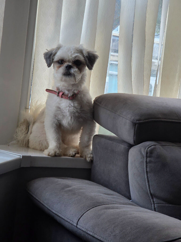 Gorgeous female shihztu
