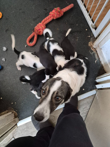 Our last Pure Border Collie boy looking for his new home.