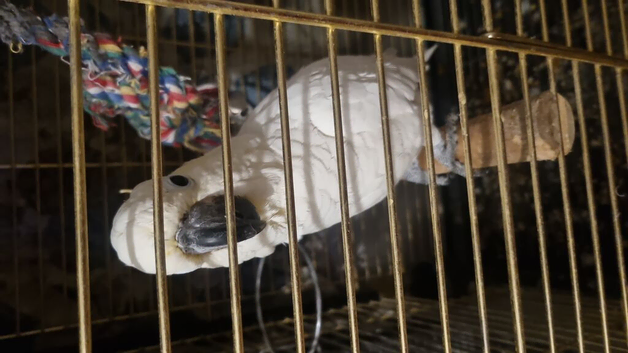 Cockatoo and cage for sale