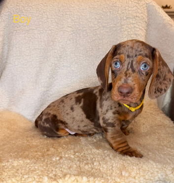 Beautiful Dachshund Puppies for sale