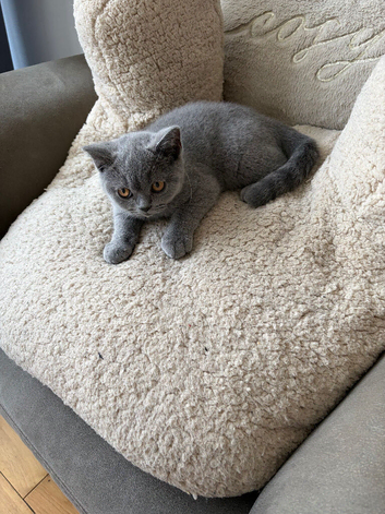 Stunning Full Pedigree British Shorthair Blue Male Kitten | 12 Weeks Old | Ready Now | Outstanding Quality