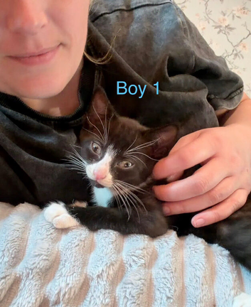 2 kittens remaining