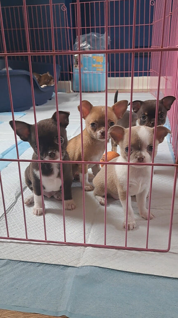 Chihuahua Puppies