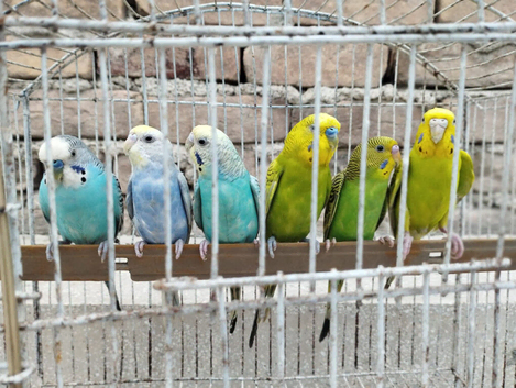 Budgies for sale