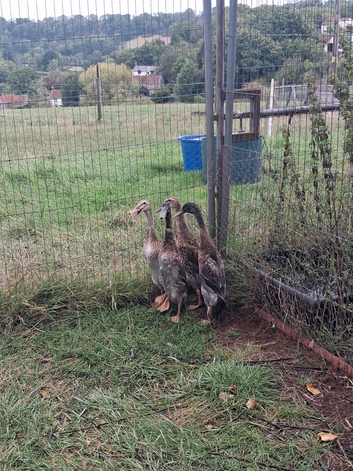 Trout runner ducks