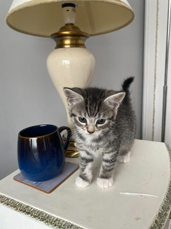 2 Female & 2 Male Tabby Kittens (6-7 Weeks Old) Looking for a Home in Medway