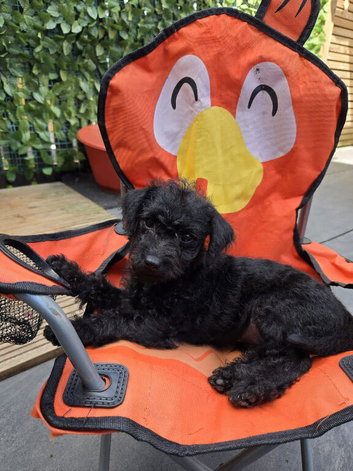 9 week old jackapoo
