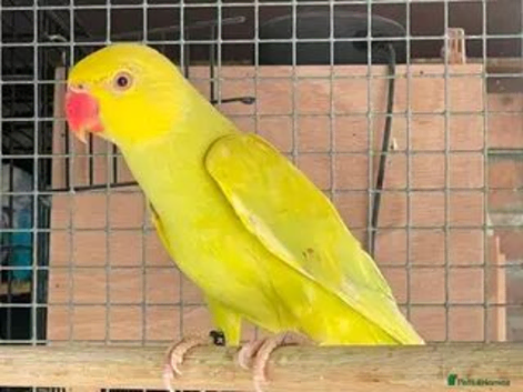 Yellow ringnecks