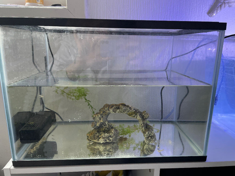 6 baby guppies and tank
