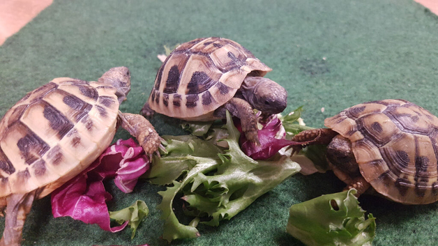 Baby Hermann's Tortoises for Sale