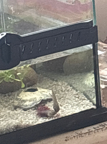 Hey I have some beautiful red eye tree frogs for sale