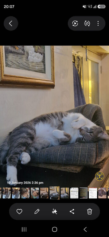 Greek Born Grey Tabby Cat Male Neutered