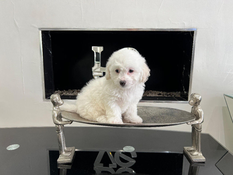 4 adorable bichon puppies