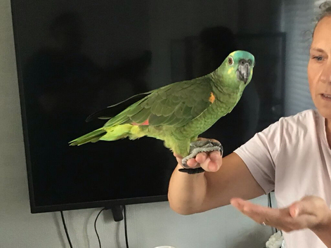 BLUE FRONTED AMAZON