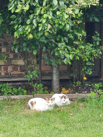 Two Cats (Siblings,  sisters)
