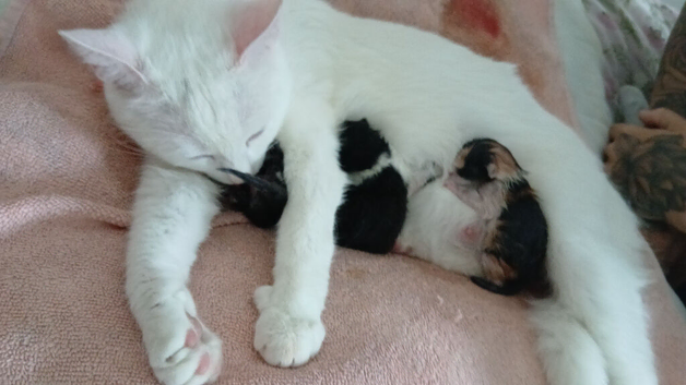 5 beautiful kittens