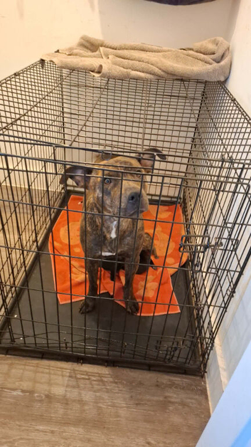 Staffy cross