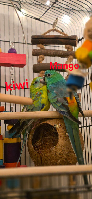 Parakeet