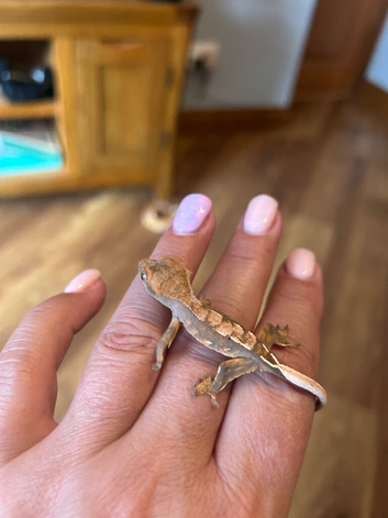 Baby gecko and set up