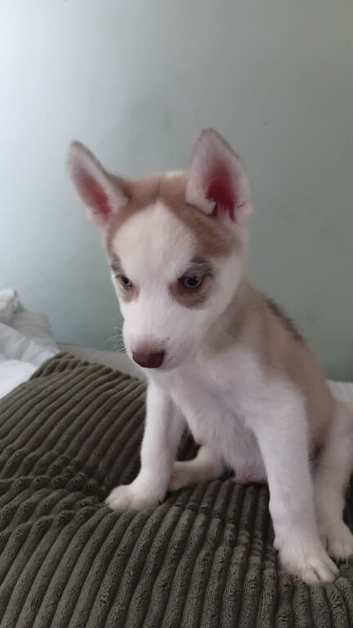 Last puppy husky