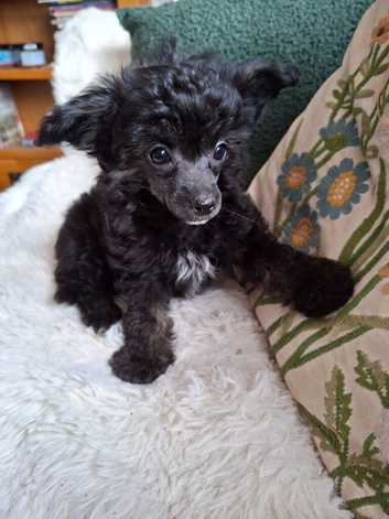 Papillon x toy poodle v small