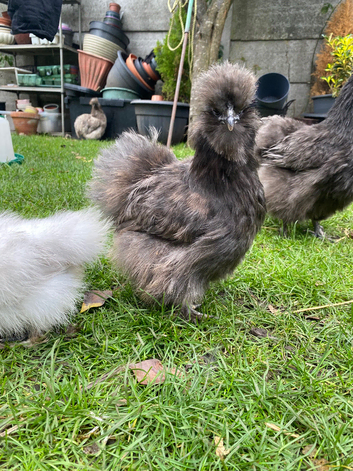 Silkie chicken pure breed hatching eggs