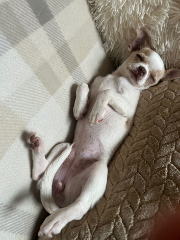 female chihuahua
