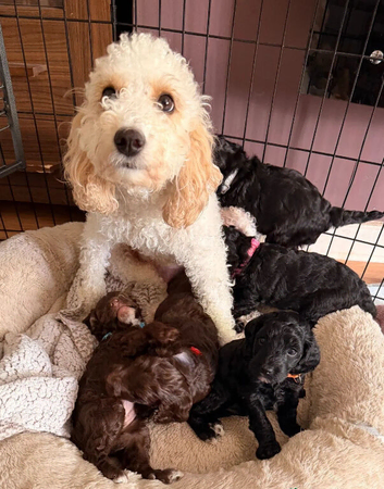 Beautiful Cockapoo Puppies &ndash; Loving Family Companions