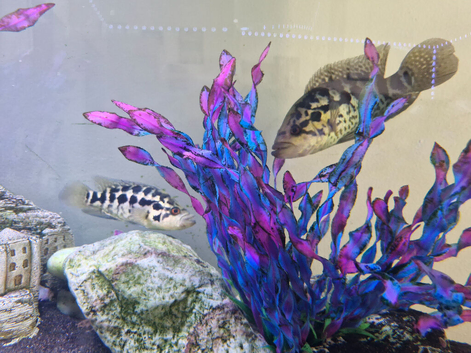 Breeding pair jaguar cichlids