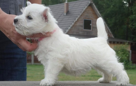Our beautiful litter of westie Pups