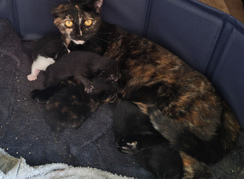 Kittens.